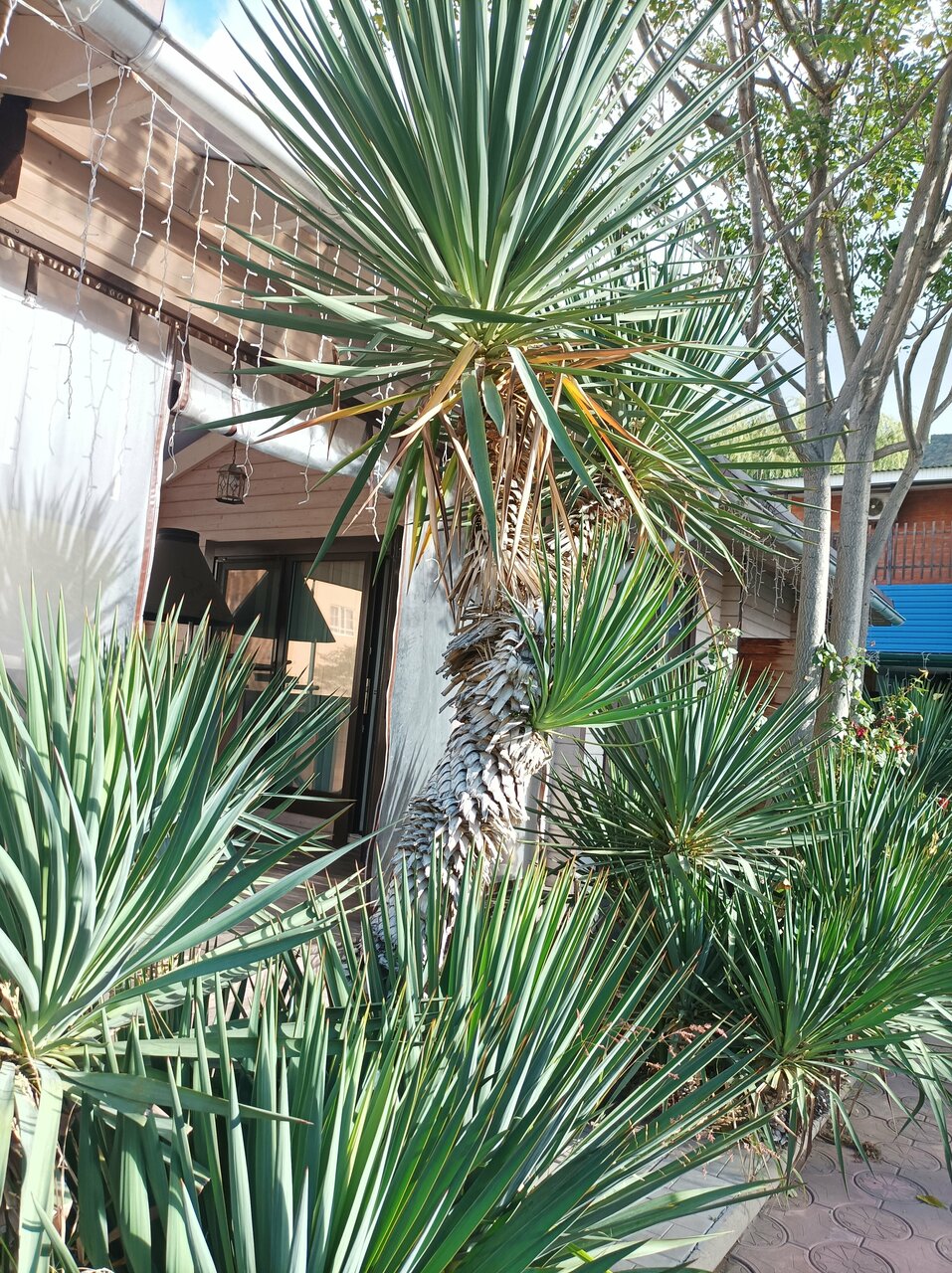 Гостиница Атлас Геленджик-55