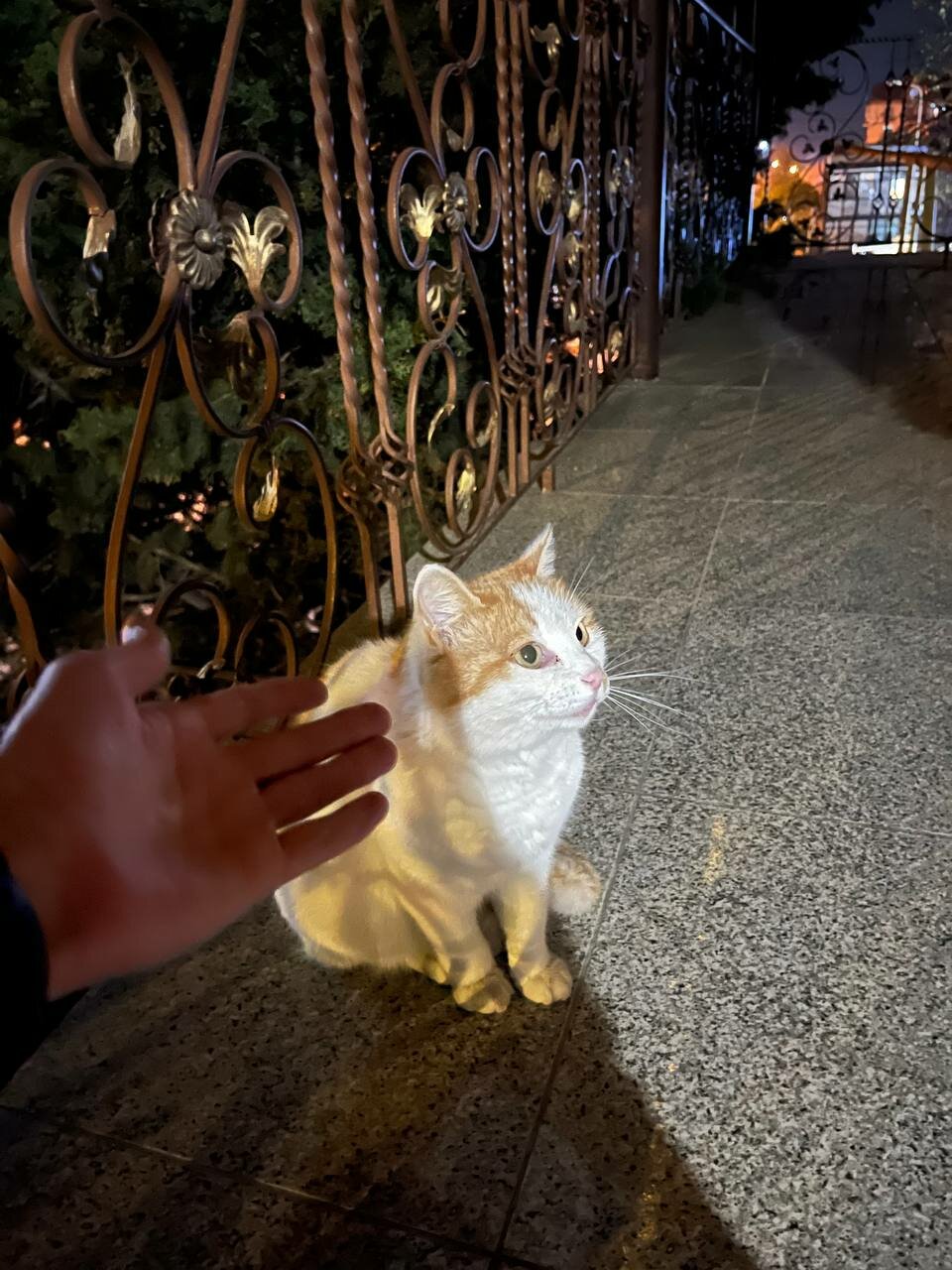 Гостиница Атлас Геленджик